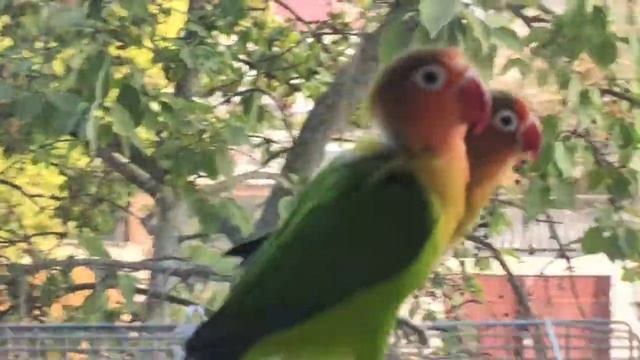 Попугаи Неразлучники Фишера 1(1) смотреть онлайн