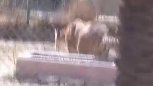 rio safari elche parc animaliers park elche смотреть онлайн