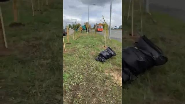 Посадка тополей активистами сентябрь 2021