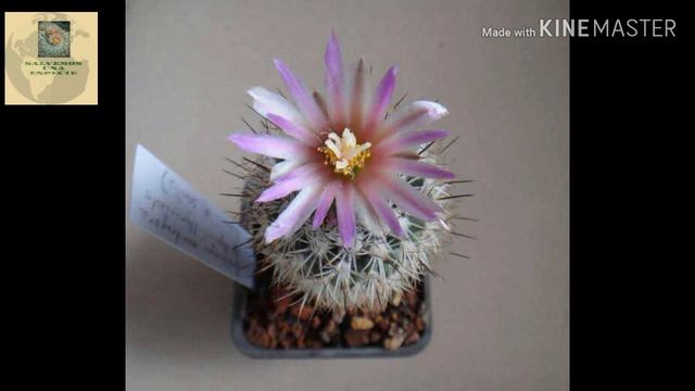 Turbinicarpus mandragora смотреть онлайн