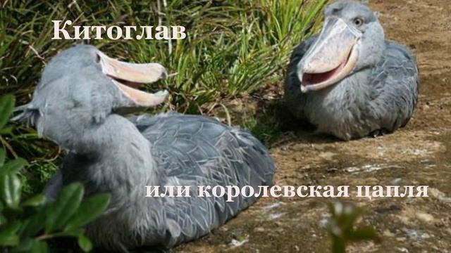 Самые необычные животные. Часть1 смотреть онлайн