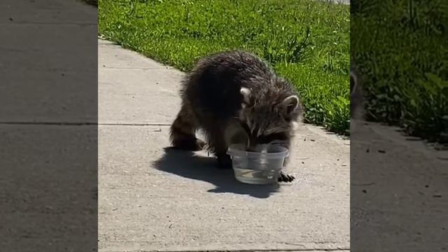 КАНАДСКИЙ МАЛЕНЬКИЙ ЕНОТ. CANADIAN BABY RACOON.
