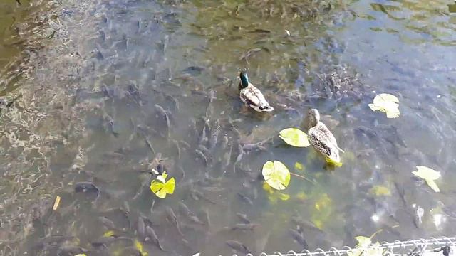 Кормление карася.