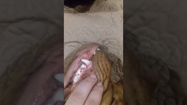 Гингивит у собаки французский мастиф и его лечение. смотреть онлайн