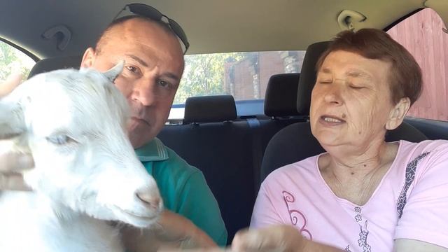 Зоопассажир ч 32. Коза Анфиса - мини корова. Или 9 литров на троих.... смотреть онлайн