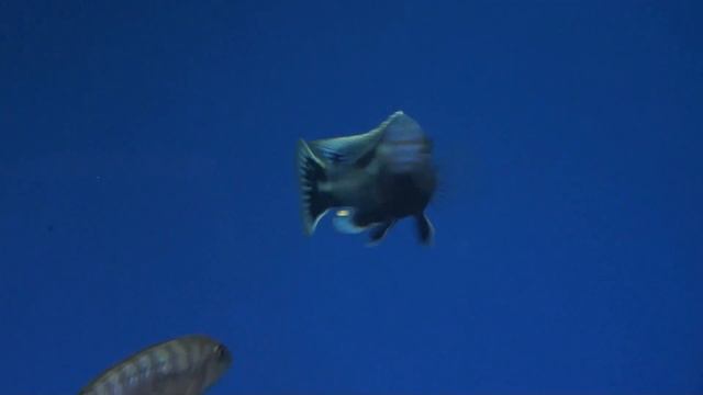 Меланохромис Чипока Ф1 (Melanochromis chipokae) смотреть онлайн