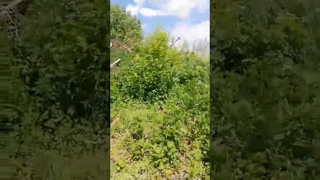 Свалка в д.Прудищи Веневского района Тульской области смотреть онлайн