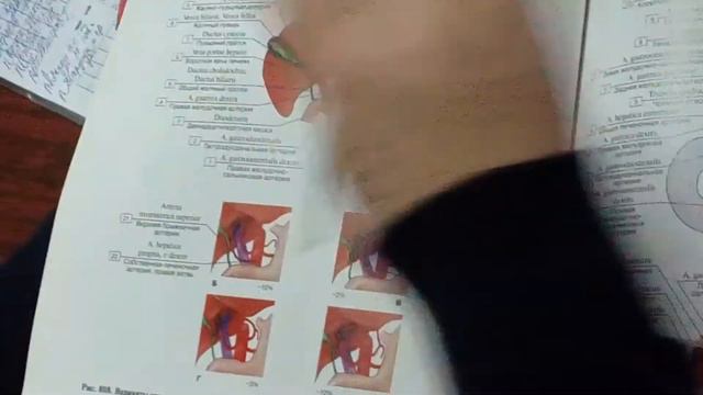 Сосуды живота смотреть онлайн