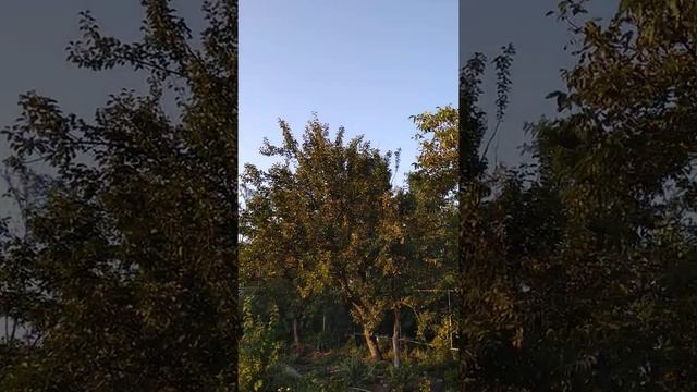 поэзия сердца, красиво о любви к Родине, Лина Костенко, чудные стихи!!! смотреть онлайн