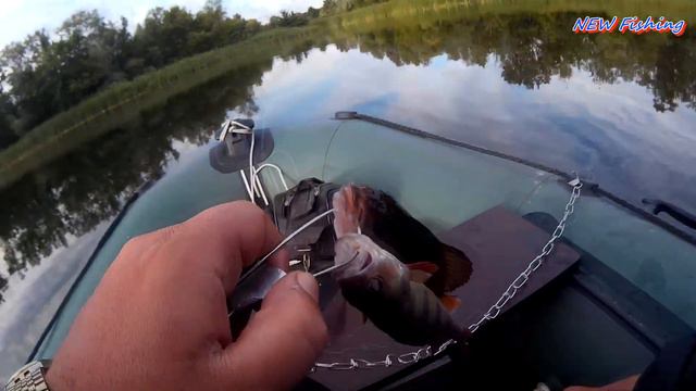 Атаки поппера на камеру. Aiko Champ Popper делает рыбалку. смотреть онлайн