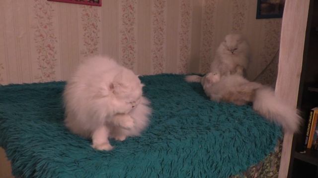 Большая лежанка для кошек и гараж для велосипедов готов смотреть онлайн