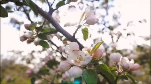 Тост к 8 МАРТА