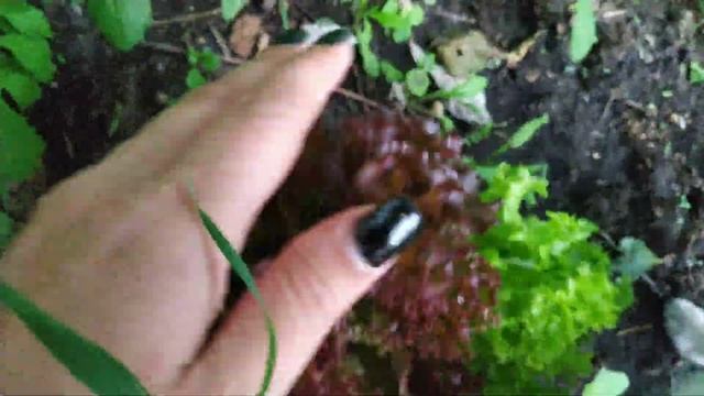 Обзор дачного огорода/ Экскурсия по даче/Что растёт на огороде/Нужен ли на даче огород?/Vlog