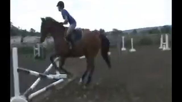 Indy Equitation/Jumper Horse For Sale смотреть онлайн