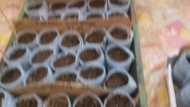 Сажаем лобелию в а-ля таблетки из подложки. смотреть онлайн