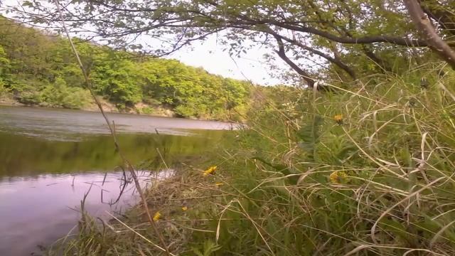 Северский донец