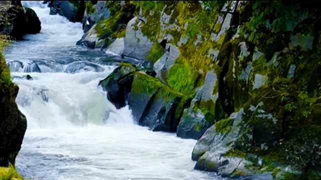 ПТИЦА ПЕВЧАЯ.Стихи, видеоряд - Ольга Губерская(Ольгенская) Муз.- Лев Каминский Исп. - Злата Лазарев смотреть онлайн