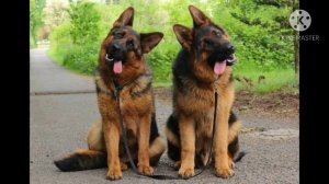 Кобель или сука ? Кого выбрать ? И в чём разница ?