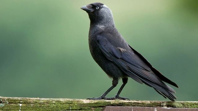 Галка - интересные факты