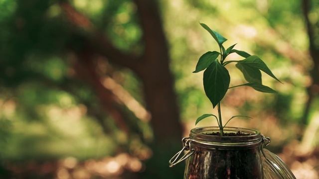 THE SEED // Inspirational Short Film