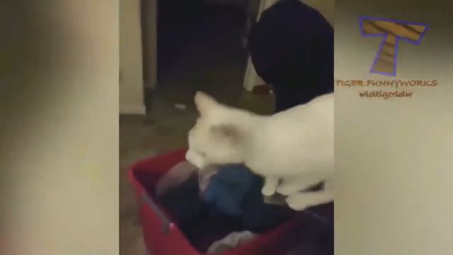 Приколы с котами и смешная озвучка животных – Попробуй не засмеяться от PSO смотреть онлайн