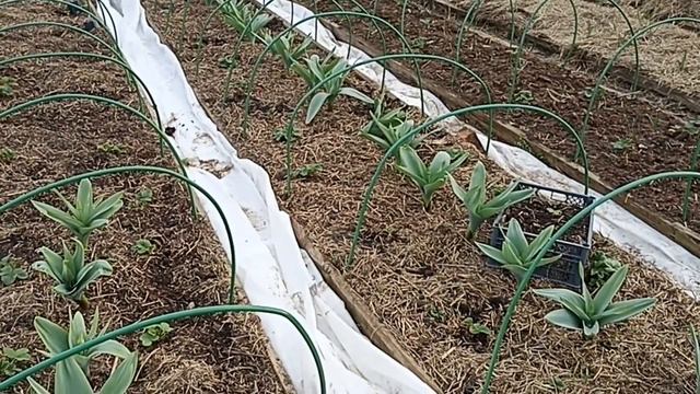 Работы на клубнике в апреле // вацап для заказа каталога 8-915-245-81-59 письменно смотреть онлайн