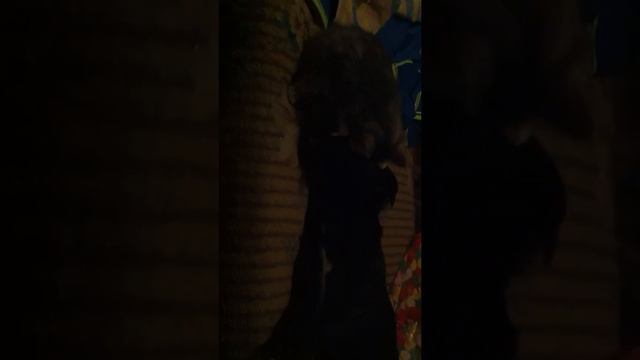 Кошка вылизывает собаке порванный после драки глаз))) смотреть онлайн