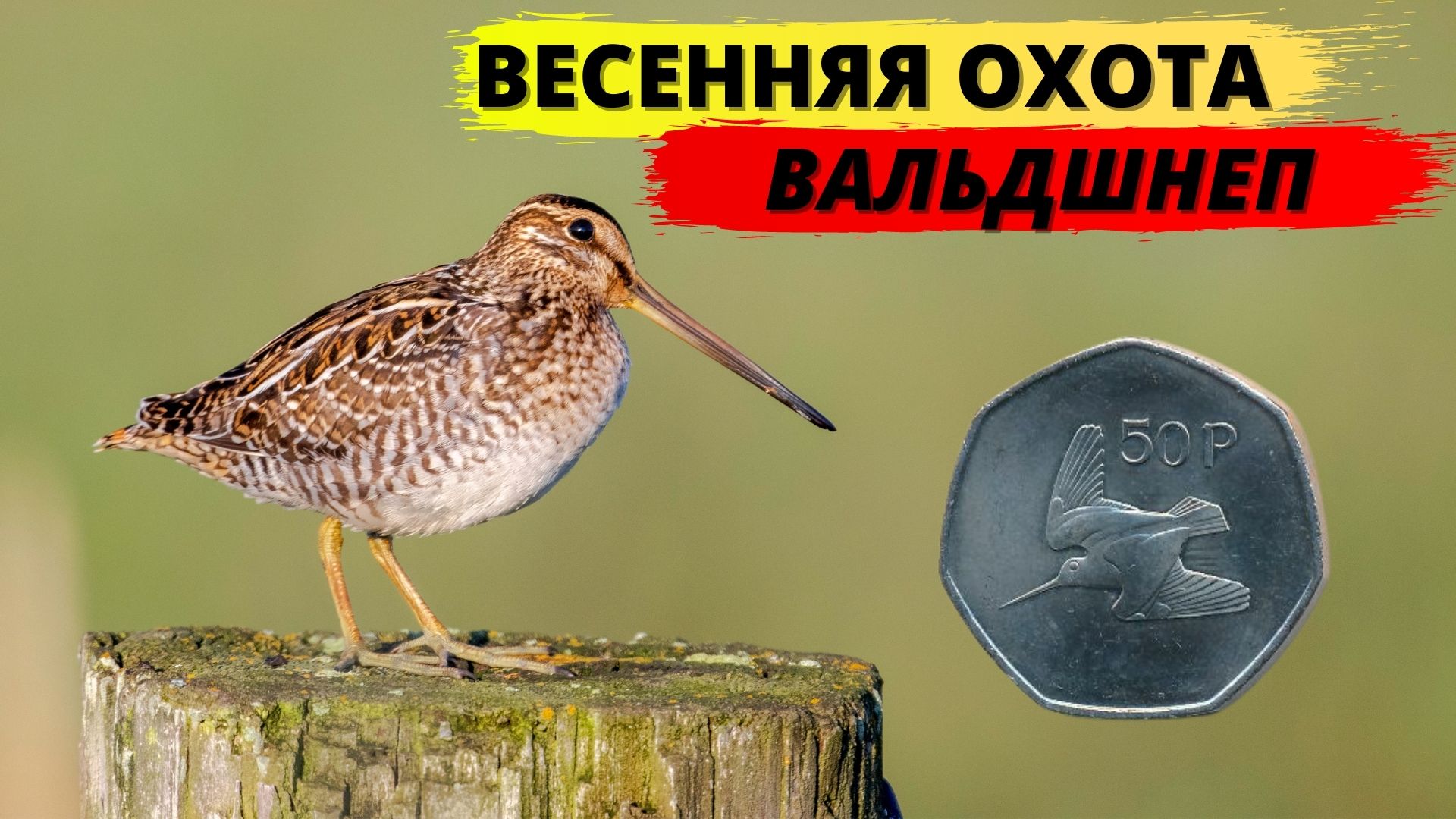 Весення охота на вальдшнепа!!!! смотреть онлайн