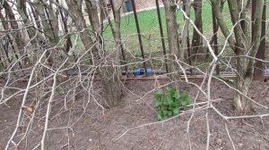 Вся правда о живой изгороди из боярышника | Про Сад с Любовью