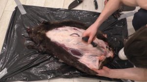 Охота для ЧАЙНИКОВ: Разделка бобра/ Как снять шкуру бобра