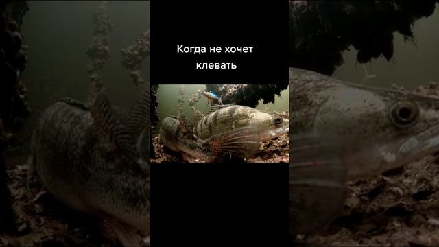 #рыбалка#судак#клев# смотреть онлайн