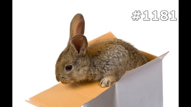 #1181. Кролики и зайцы (В мире животных) смотреть онлайн