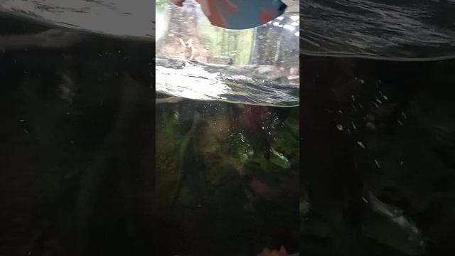 Ого выдры🤭