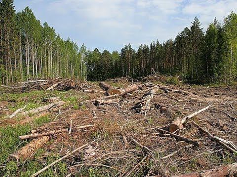 Ветер был в детском саду Боровичей. смотреть онлайн