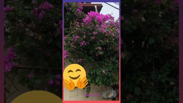 nome Bougainvillea spectabilis\(*;*)/ смотреть онлайн