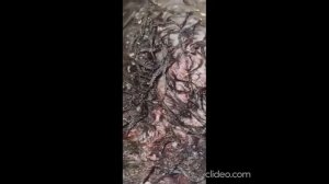 Опарыши заживо едят кот...УЖАС...СРОЧНОЕ СПАСЕНИЕ. ЧИТАТЬ ОПИСАНИЕ 26.05.21 Дай лапу друг