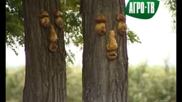 Интенсивное садоводство Ставропольского края. Агро ТВ.2013 смотреть онлайн