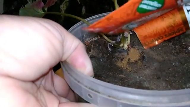 ЦИКЛАМЕН. Омоложение старого растения. смотреть онлайн