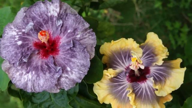 Hibiscus-My Seedling 