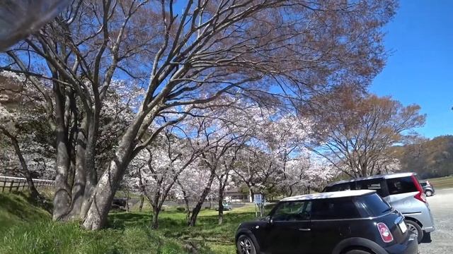 滋賀 さくらツーリング① 【SUZUKI SW-1】 смотреть онлайн