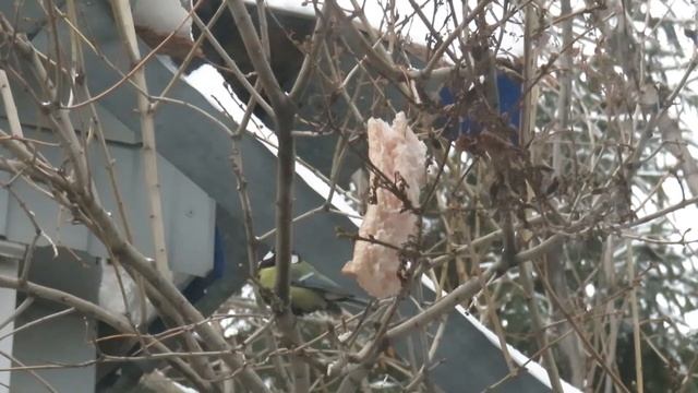 Почему синицы не едят сало: рыжая угроза не дает поесть синицам смотреть онлайн