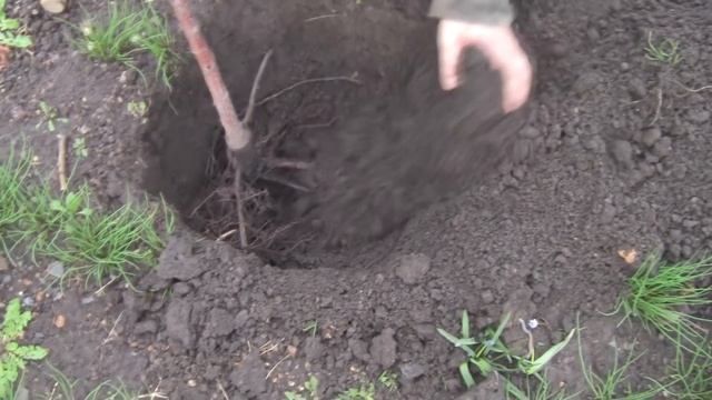 Черешня.Посадка и Обрезка Черешни Весной. смотреть онлайн