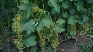 Виноград Супер-Экстра в 2020 году