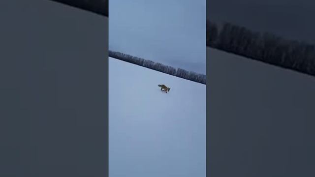 Гоняем лису смотреть онлайн