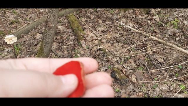 Грибочки, прогулка в весеннем лесу. смотреть онлайн