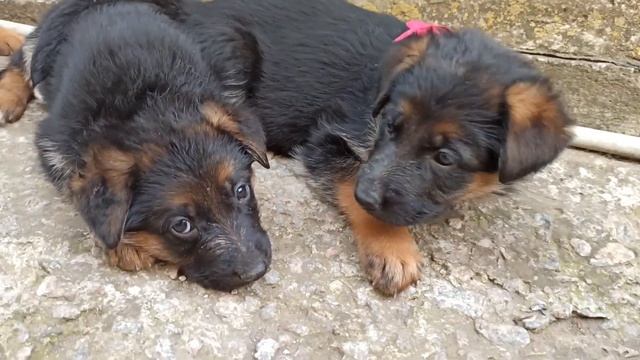 Live видео со щенками немецкой овчарки | Щенки немецкой овчарки смотреть онлайн