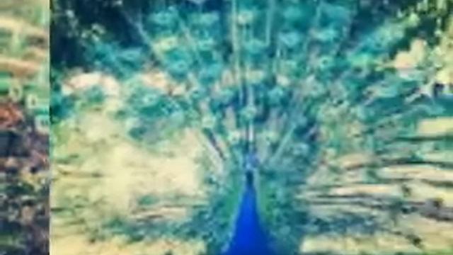 Картинки павлинов под красивуй музыку игры на форт смотреть онлайн