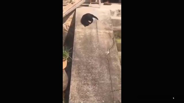 Котейки зажигают. смотреть онлайн