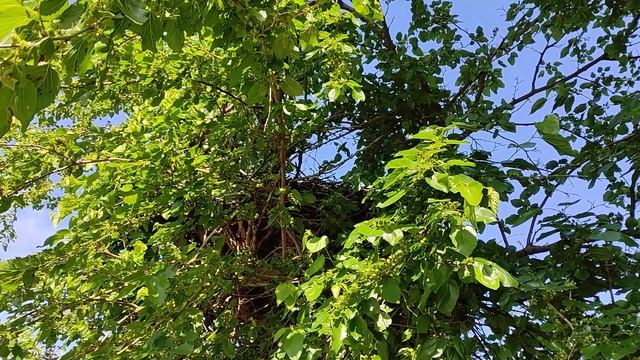 Звуки природы ?️ А вы слышали, как пищат птенцы аиста)? смотреть онлайн