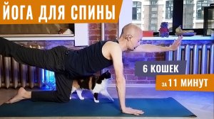 6 КОШЕК ДЛЯ ЗДОРОВЬЯ СПИНЫ на каждый день! | Йога для начинающих | Йогатерапия